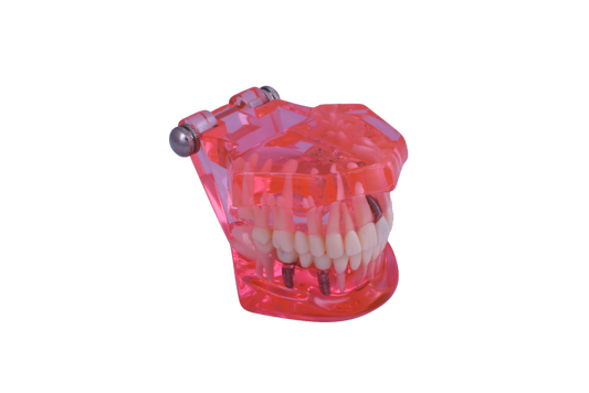 3D Dental - Dental Teaching Model