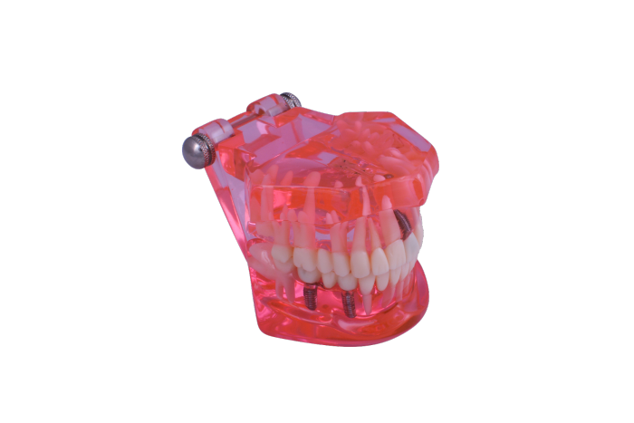 3D Dental - Dental Teaching Model